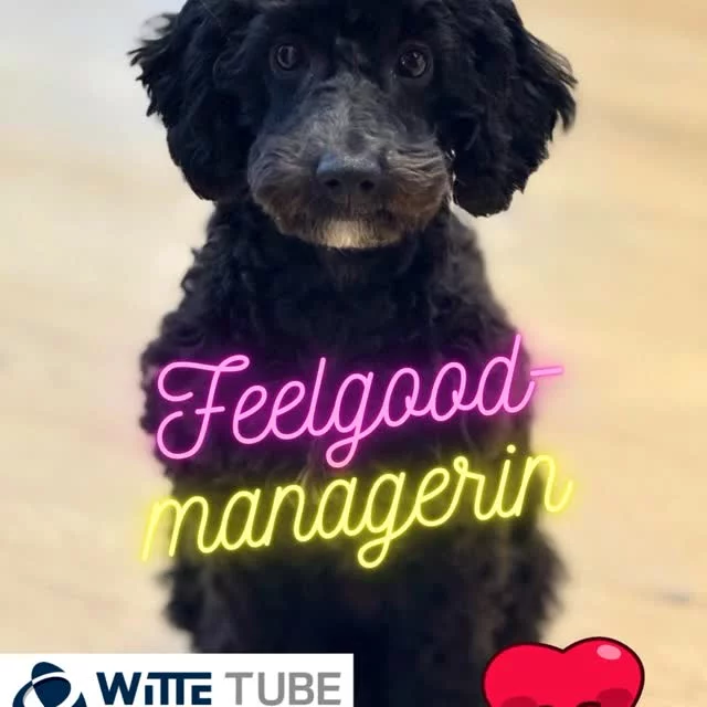 ? Hallo zusammen, ich bin Bella Noir – 7 Monate jung, Zwergpudelhündin und seit dem 01.10.25 offiziell die neue Feel-Go...